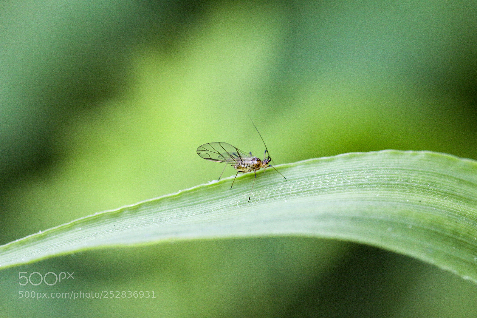 Canon EOS 70D sample photo. Untitled photography