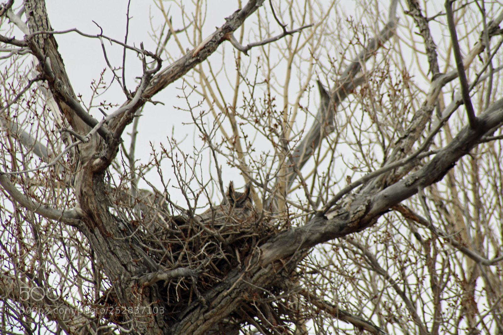 Canon EOS 760D (EOS Rebel T6s / EOS 8000D) sample photo. Mother owl nesting in photography