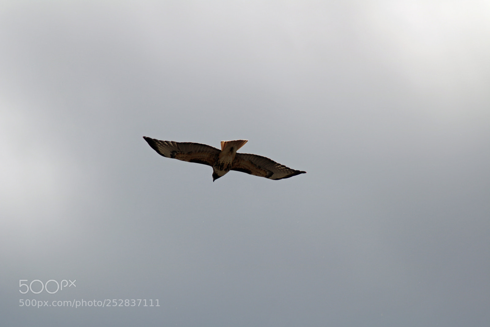 Canon EOS 760D (EOS Rebel T6s / EOS 8000D) sample photo. Red tail hawk, howe photography