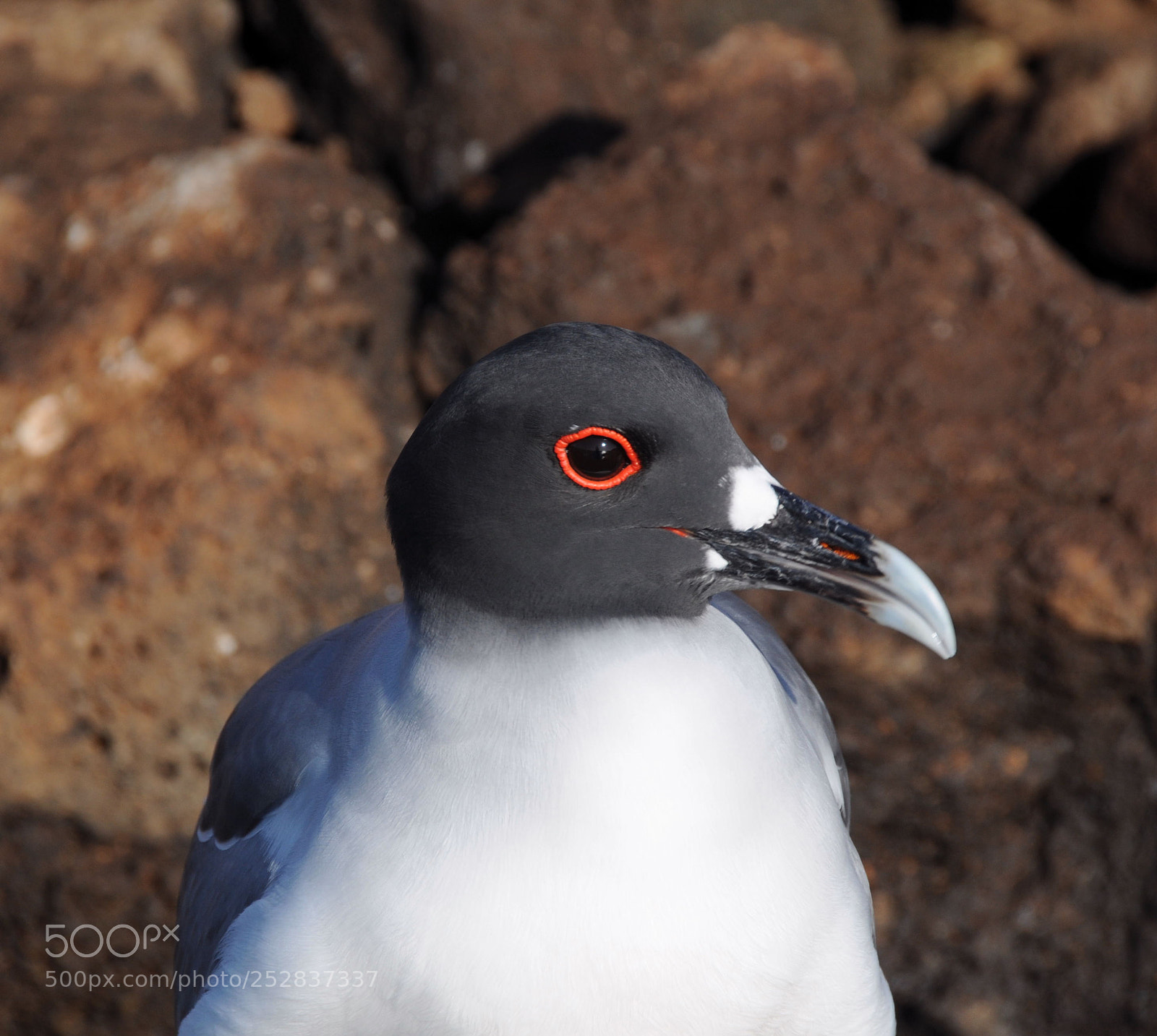 Nikon D300 sample photo. Galap gull photography