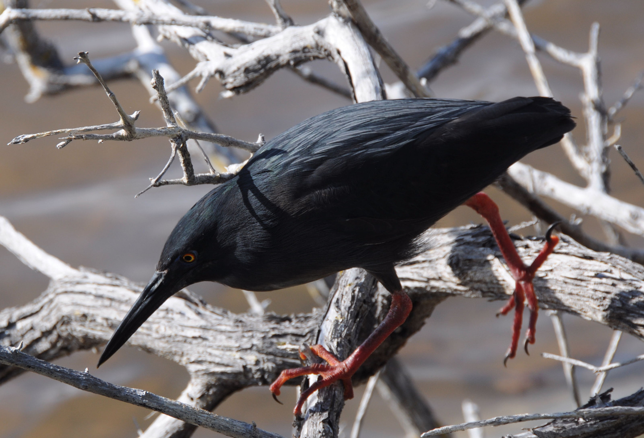 Nikon D300 sample photo. Black heron? galapagos islands photography