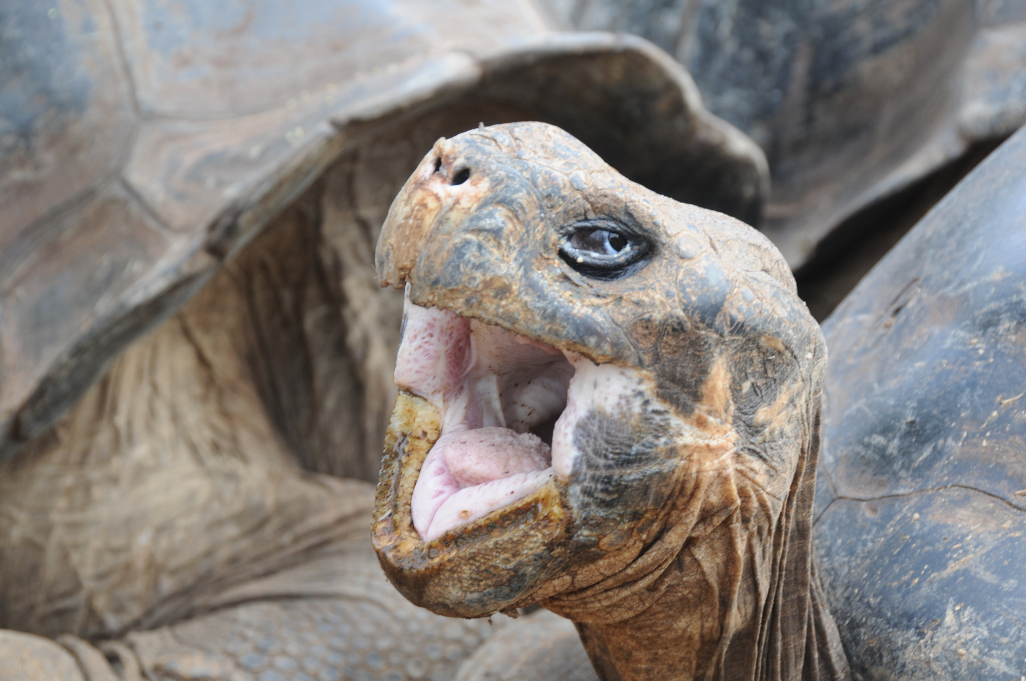 Nikon D300 sample photo. Tortoise in the galapagos islands photography