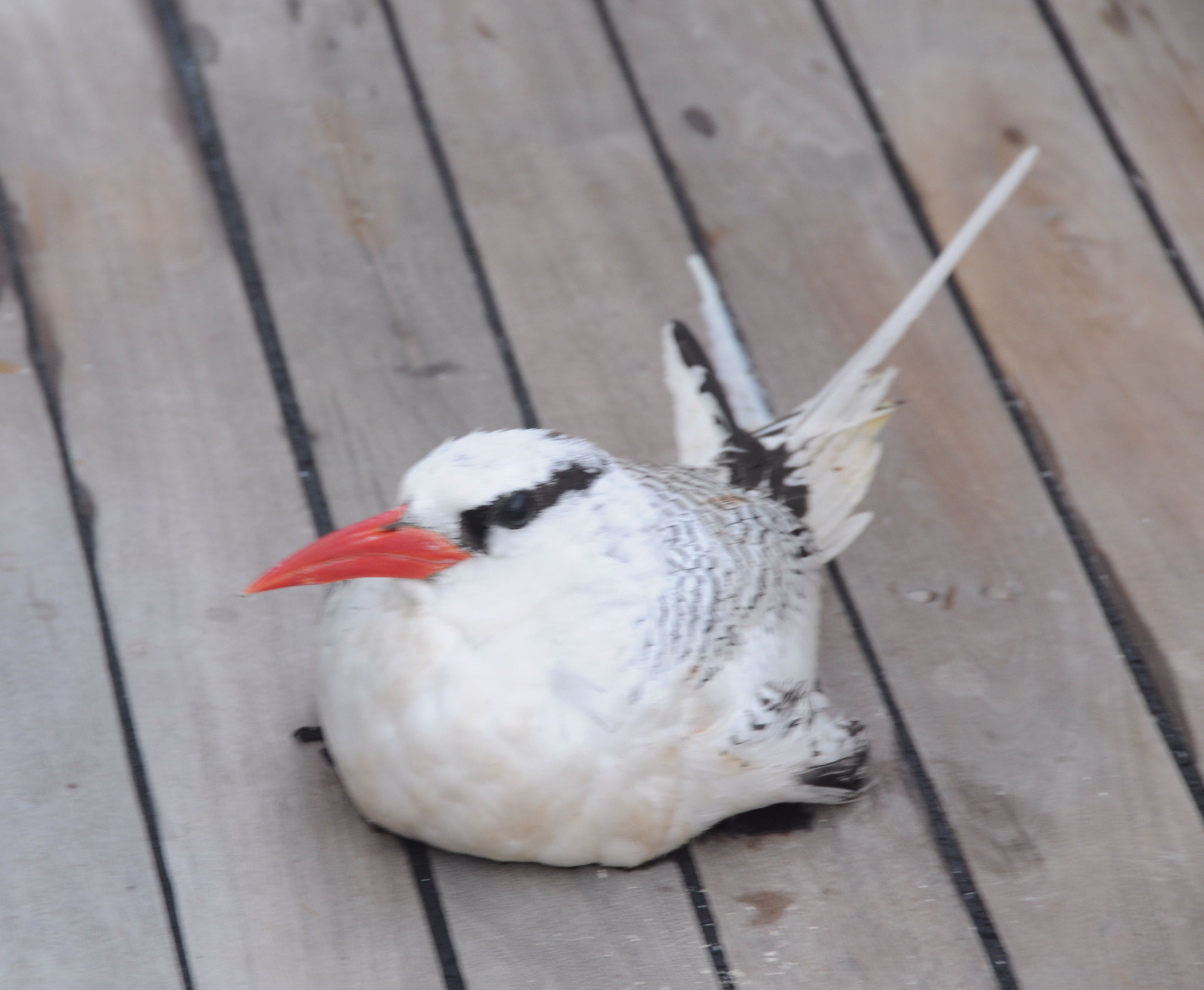 Nikon D300 sample photo. Tropic bird only shot i got of one photography