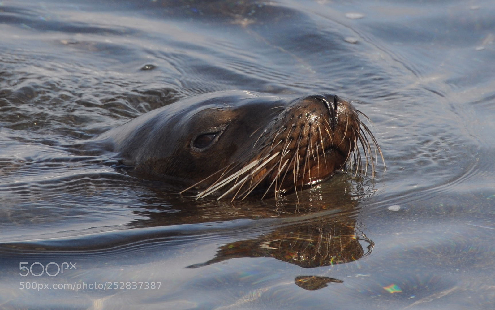 Nikon D300 sample photo. Sea lion looking for photography