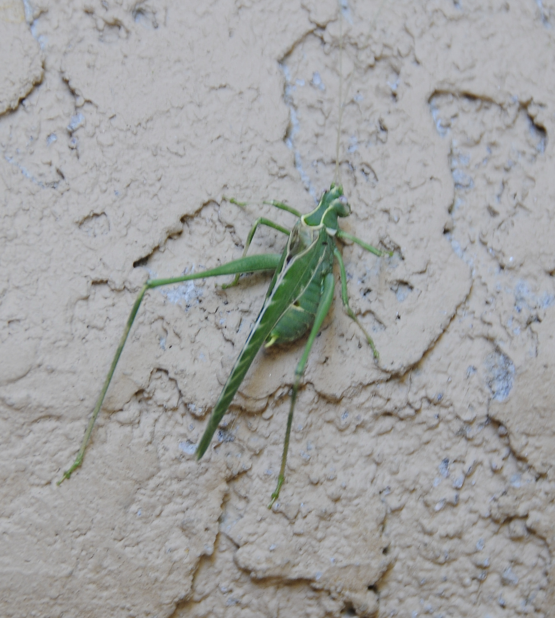 Nikon D300 sample photo. Az bugg photography