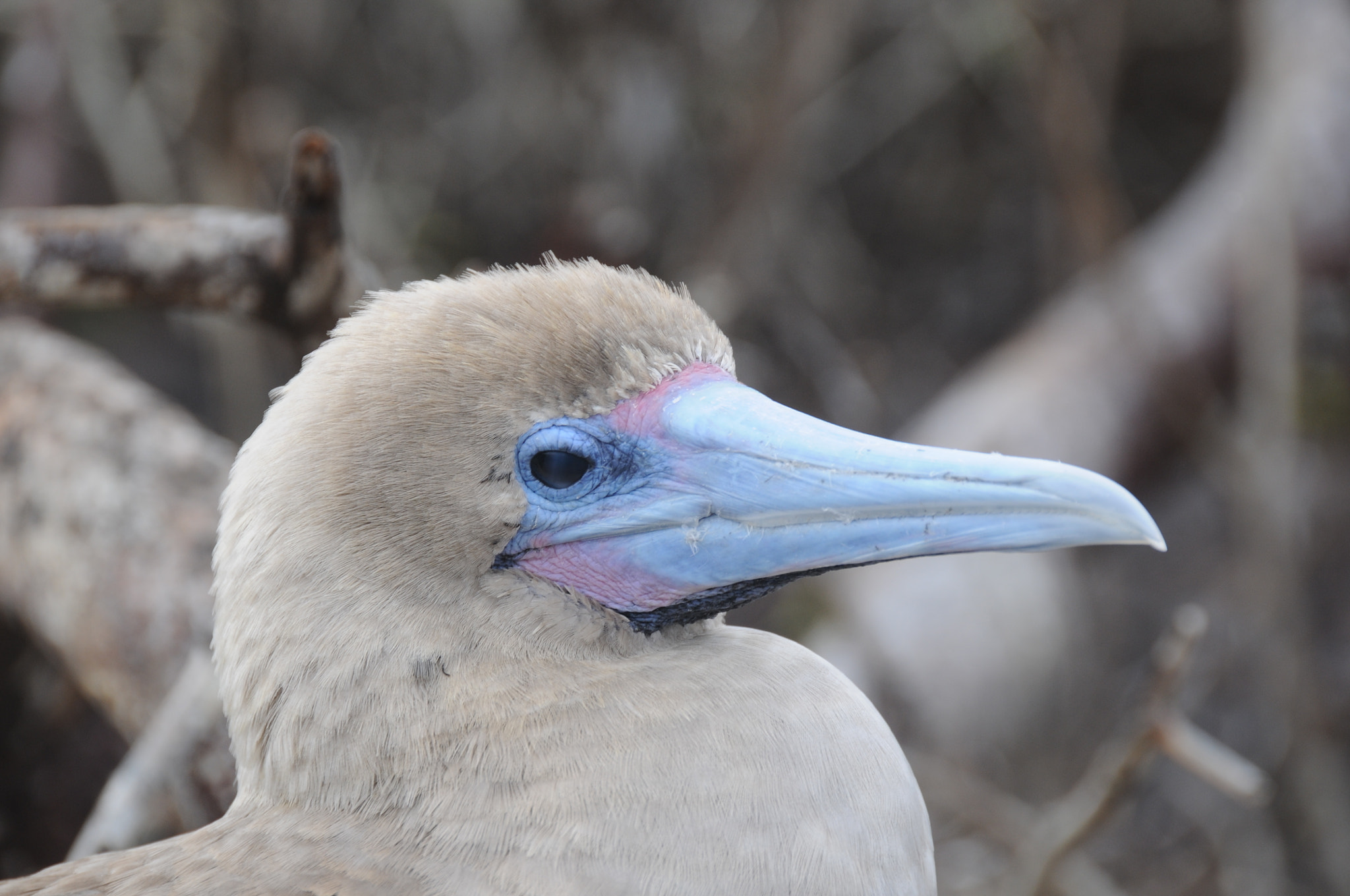 Nikon D300 sample photo. Old blue bill photography