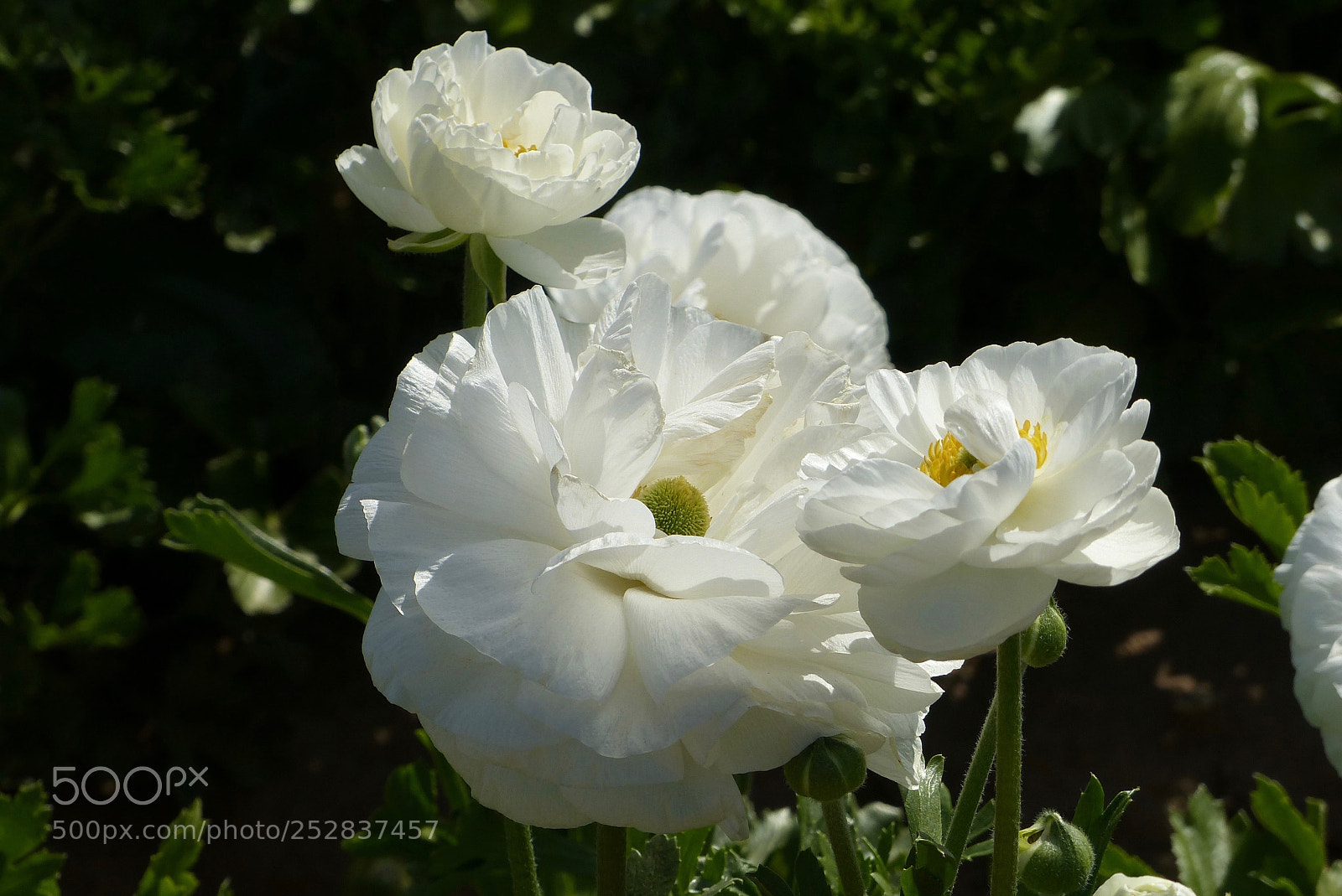 Panasonic Lumix DMC-FZ200 sample photo. Elegance in white photography