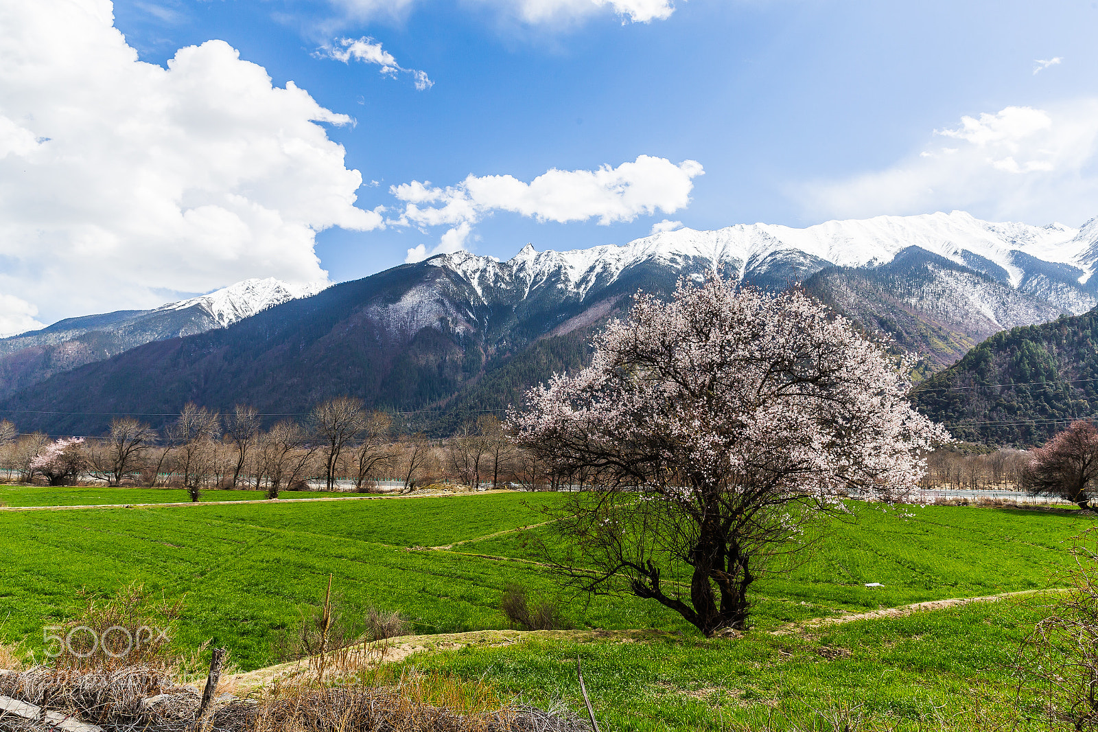Canon EOS-1D X sample photo. 醉美318 photography