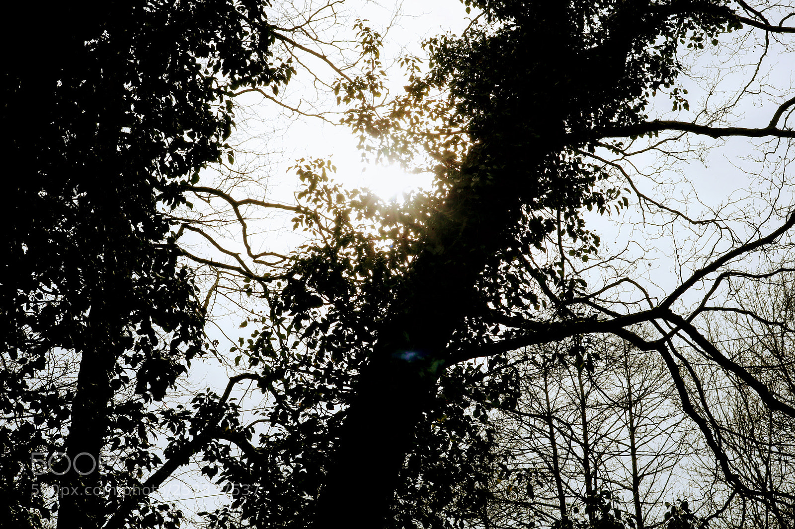 Canon EOS 750D (EOS Rebel T6i / EOS Kiss X8i) sample photo. Beauty of a forest photography