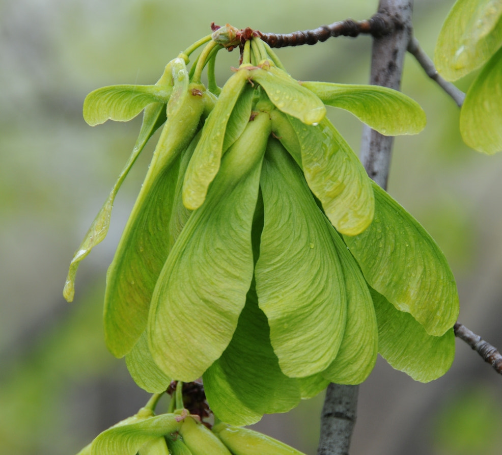 Nikon D300 sample photo. Tree seeds - boise idaho photography