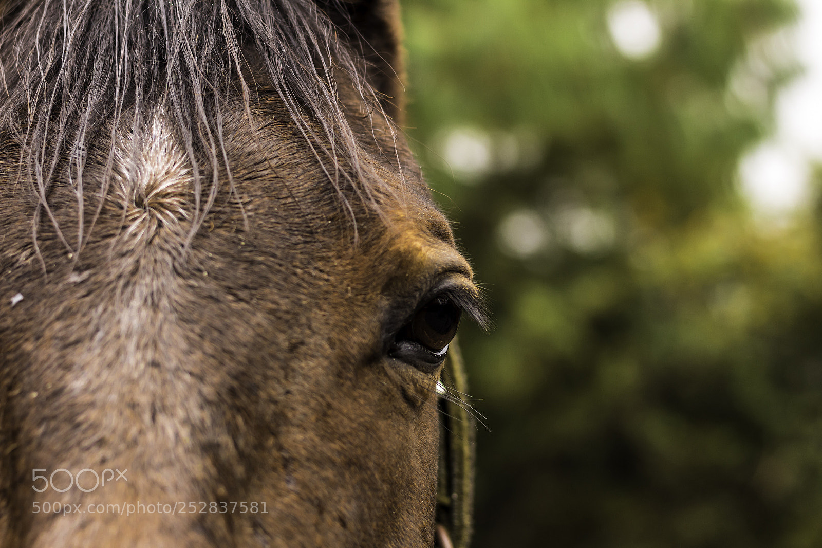 Canon EOS 1300D (EOS Rebel T6 / EOS Kiss X80) sample photo. Caballo en la cumbrecita photography