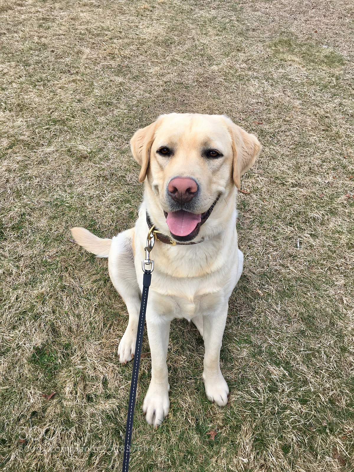 Apple iPhone 6s sample photo. Yellow lab smiling photography