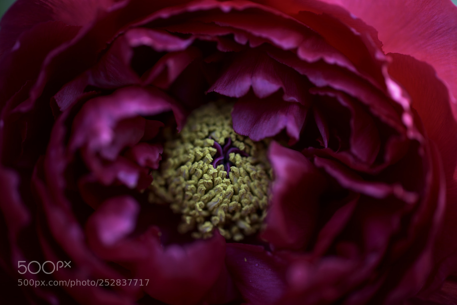 Nikon D800E sample photo. Peony photography