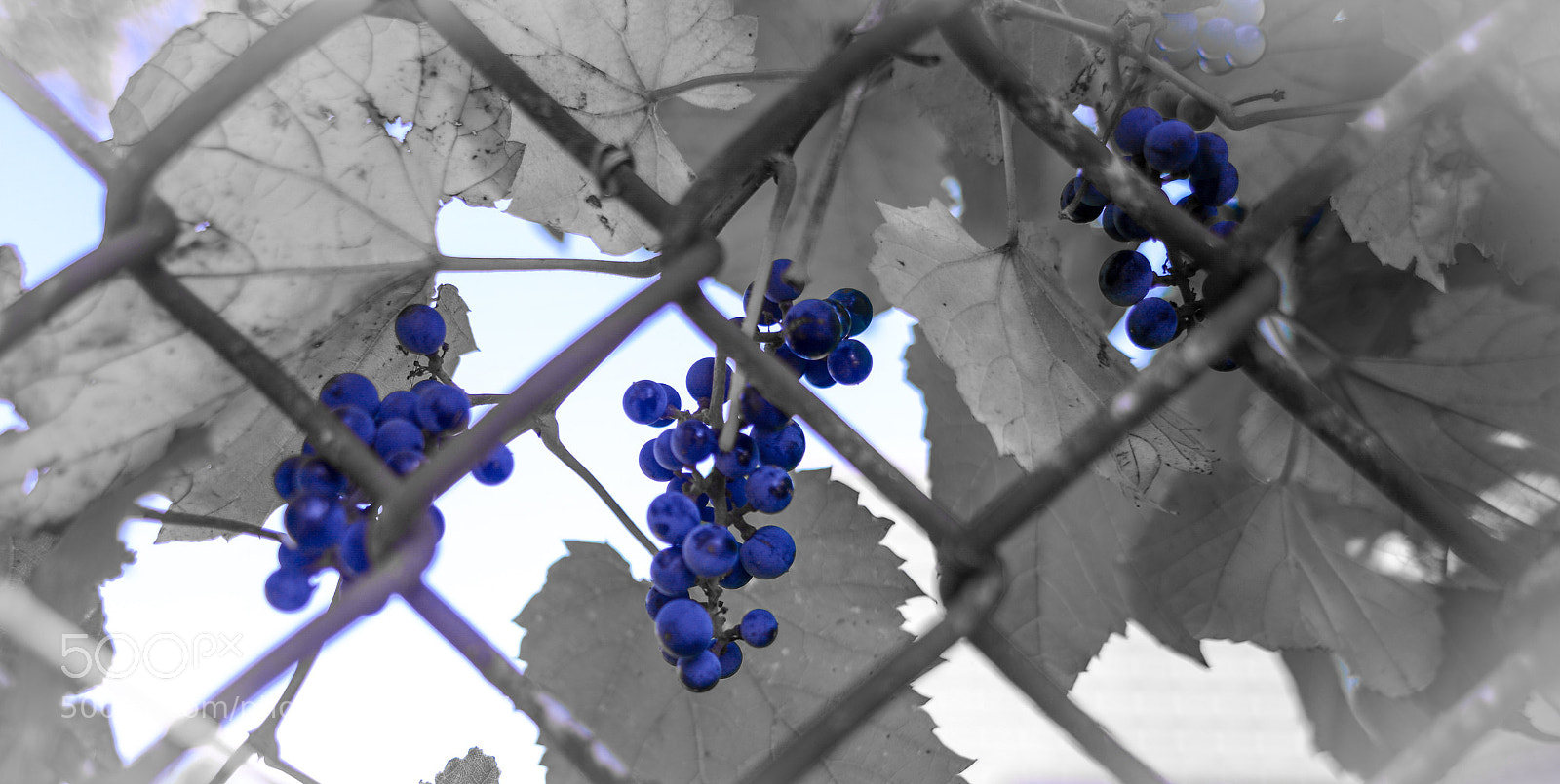 Nikon D600 sample photo. Blue grapes  photography