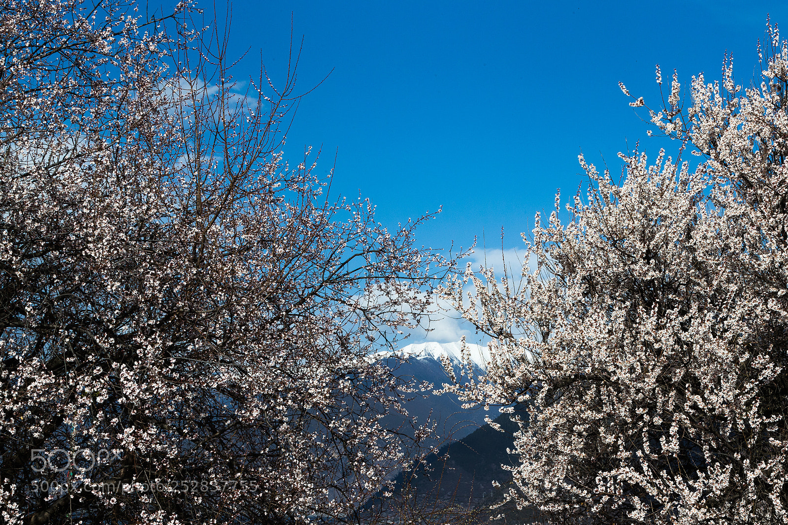 Canon EOS-1D X sample photo. 雪山，桃花 photography