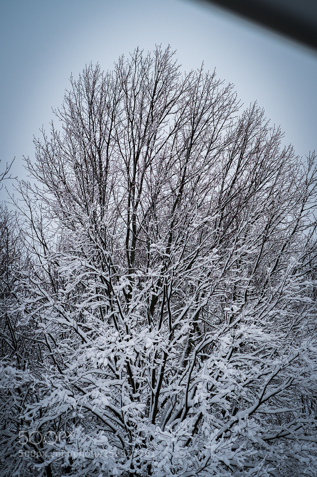 Fujifilm X-Pro1 sample photo. Dsf photography