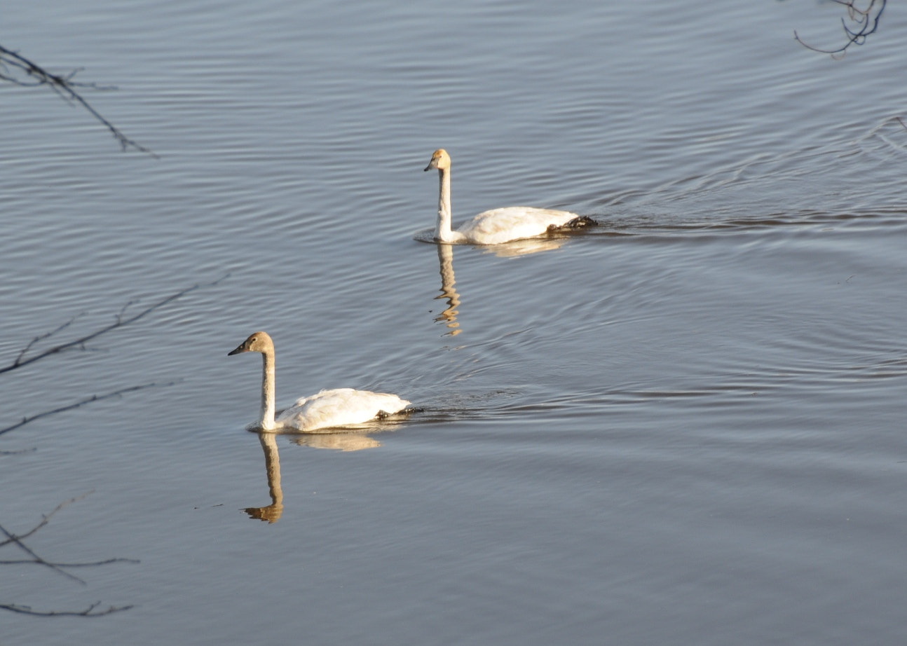 Nikon D300 sample photo. Mn swans photography