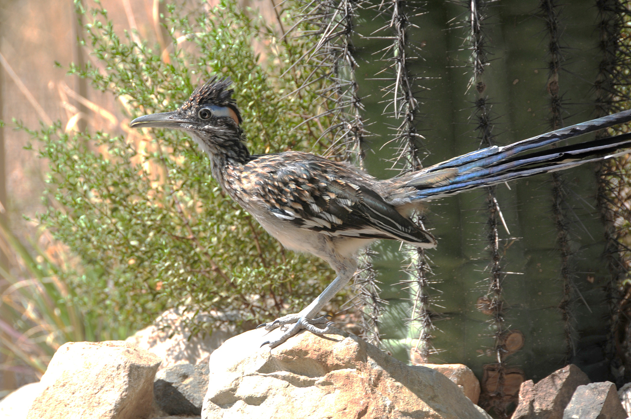 Nikon D300 sample photo. Steves yard photography