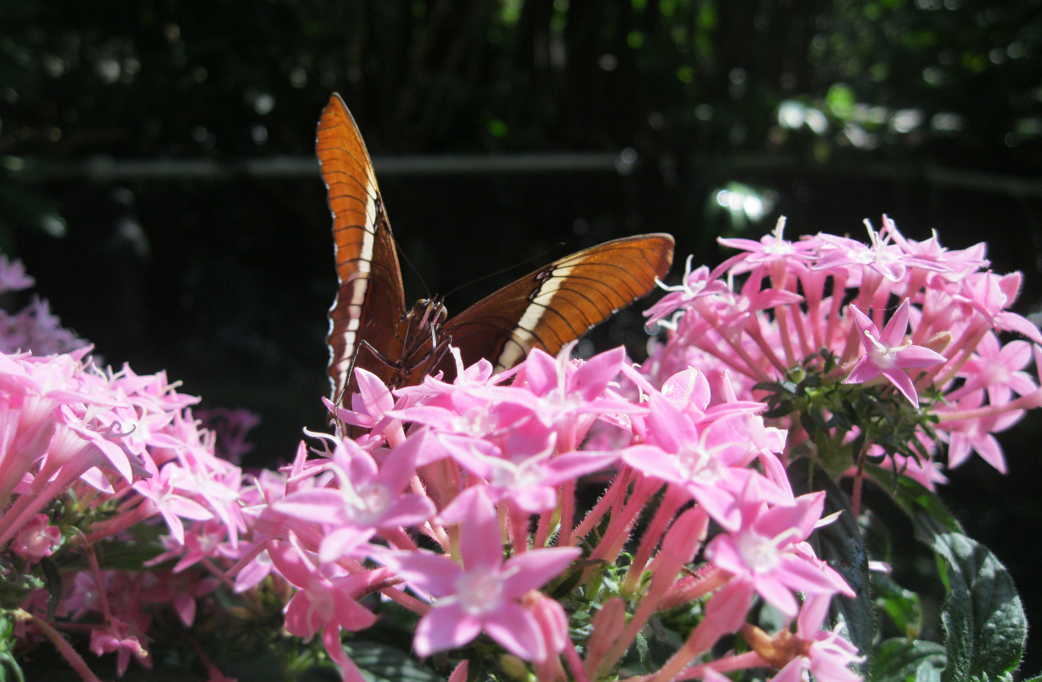 Canon PowerShot A3100 IS sample photo. Butterfly and flowers photography