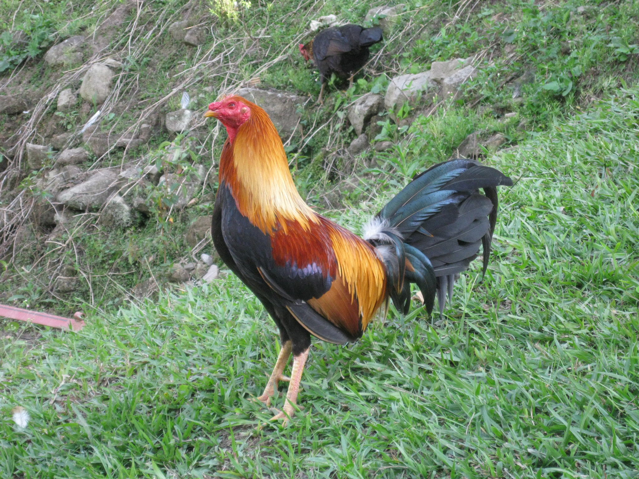 Canon PowerShot A3100 IS sample photo. Rooster photography