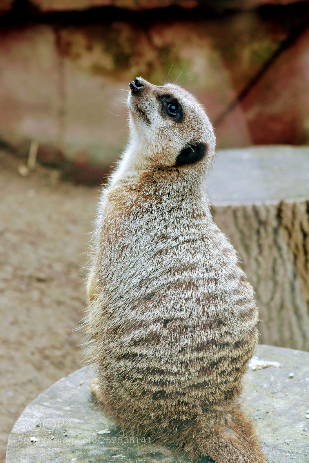 Canon EOS 750D (EOS Rebel T6i / EOS Kiss X8i) sample photo. Meerkat photography