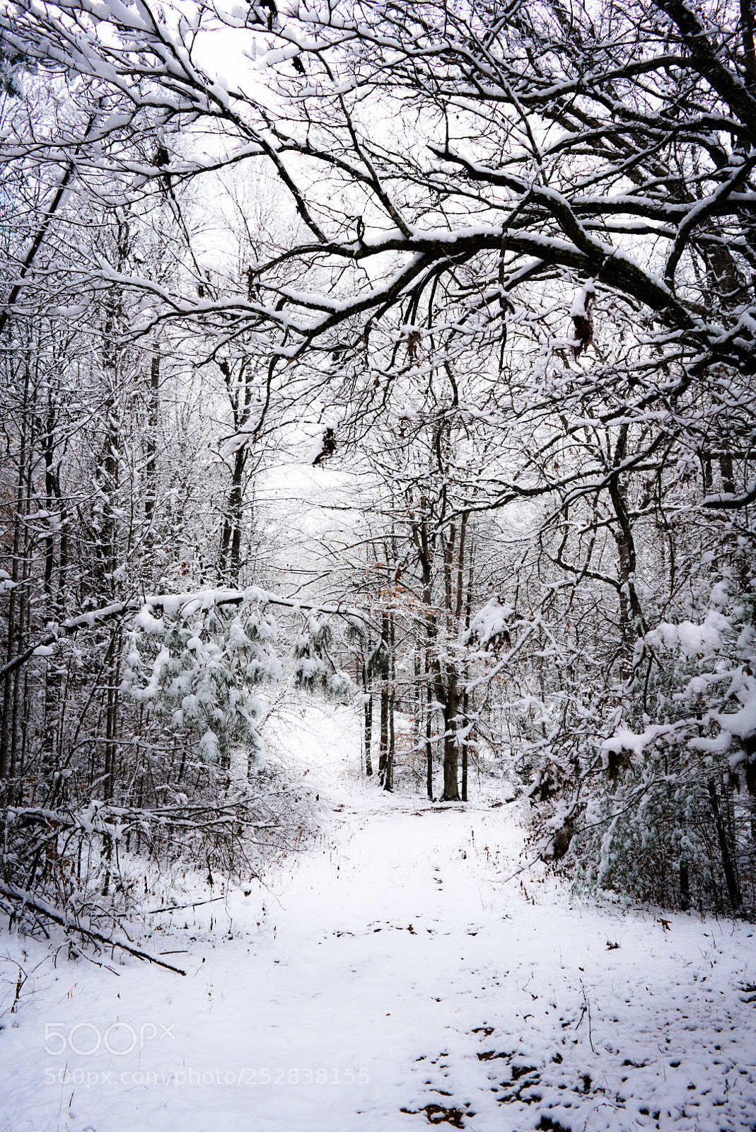 Sony a7R III sample photo. Winter path photography