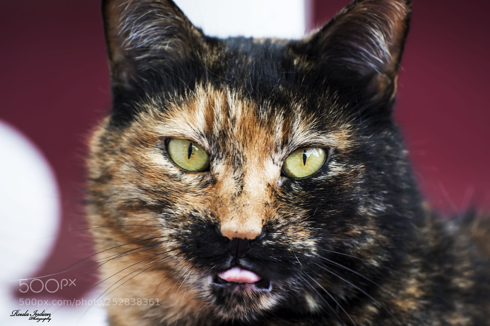 Nikon D7200 sample photo. Untitled photography