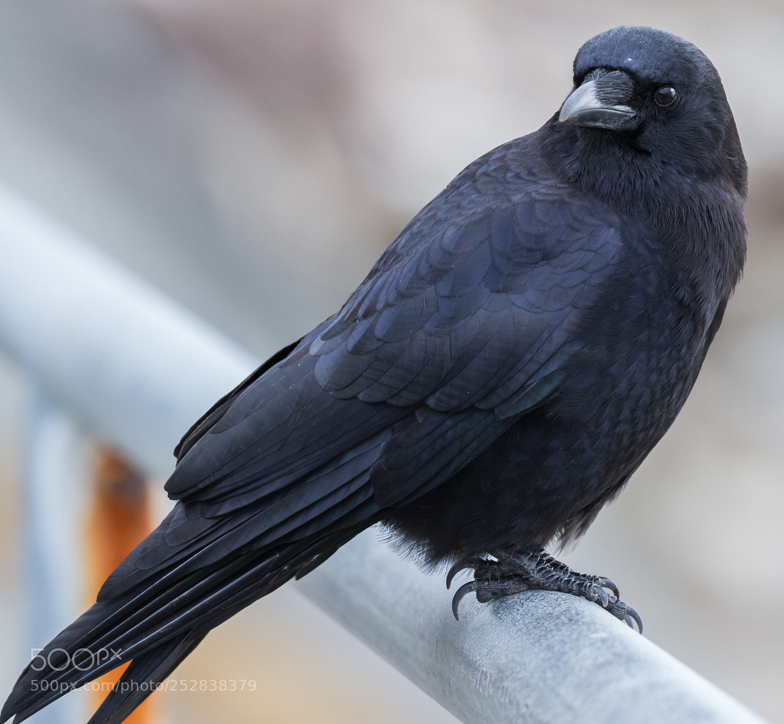 Canon EOS 7D sample photo. American crow photography