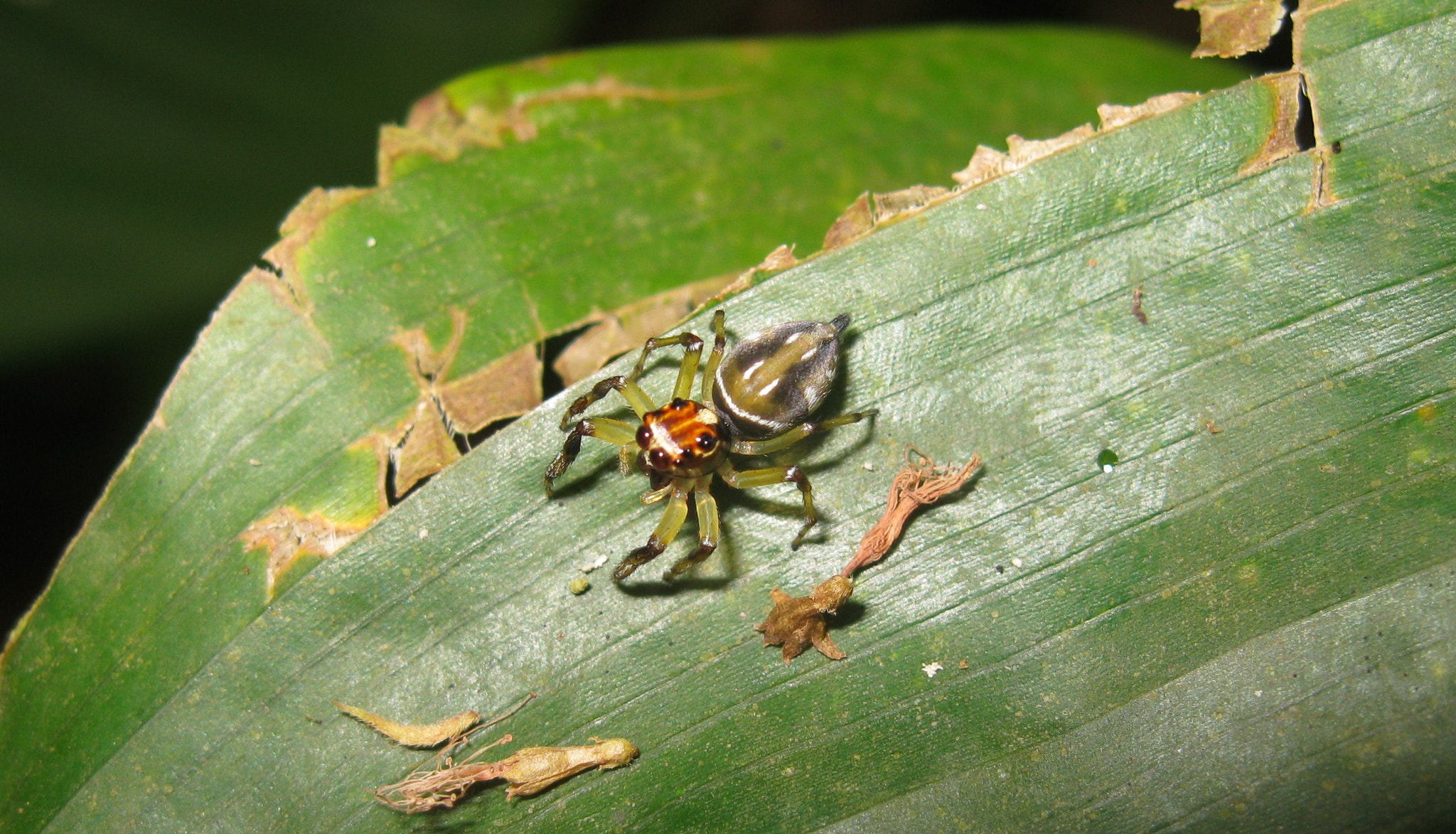 Canon PowerShot A3100 IS sample photo. Spider photography