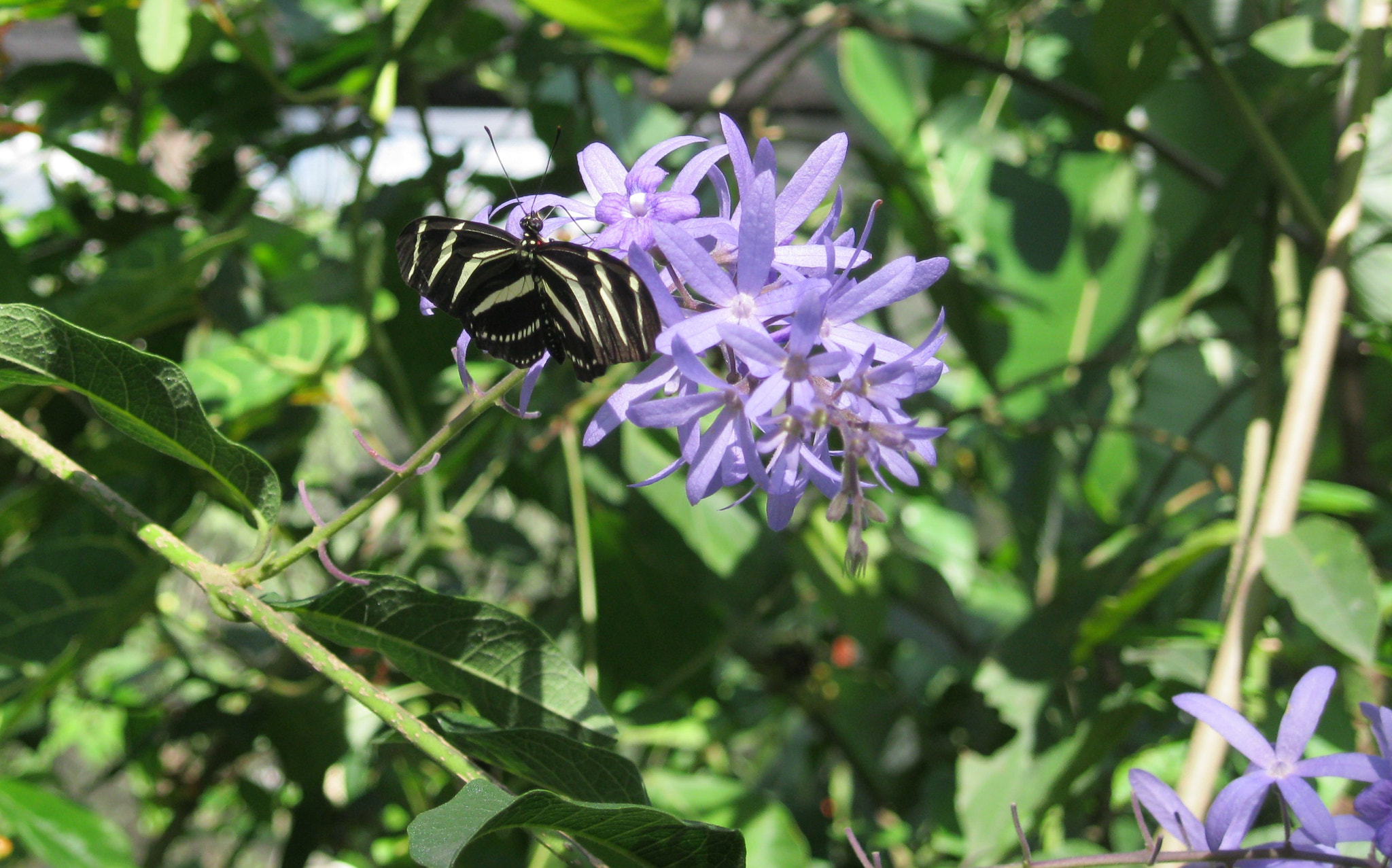 Canon PowerShot A3100 IS sample photo. Butterfly and flowers photography