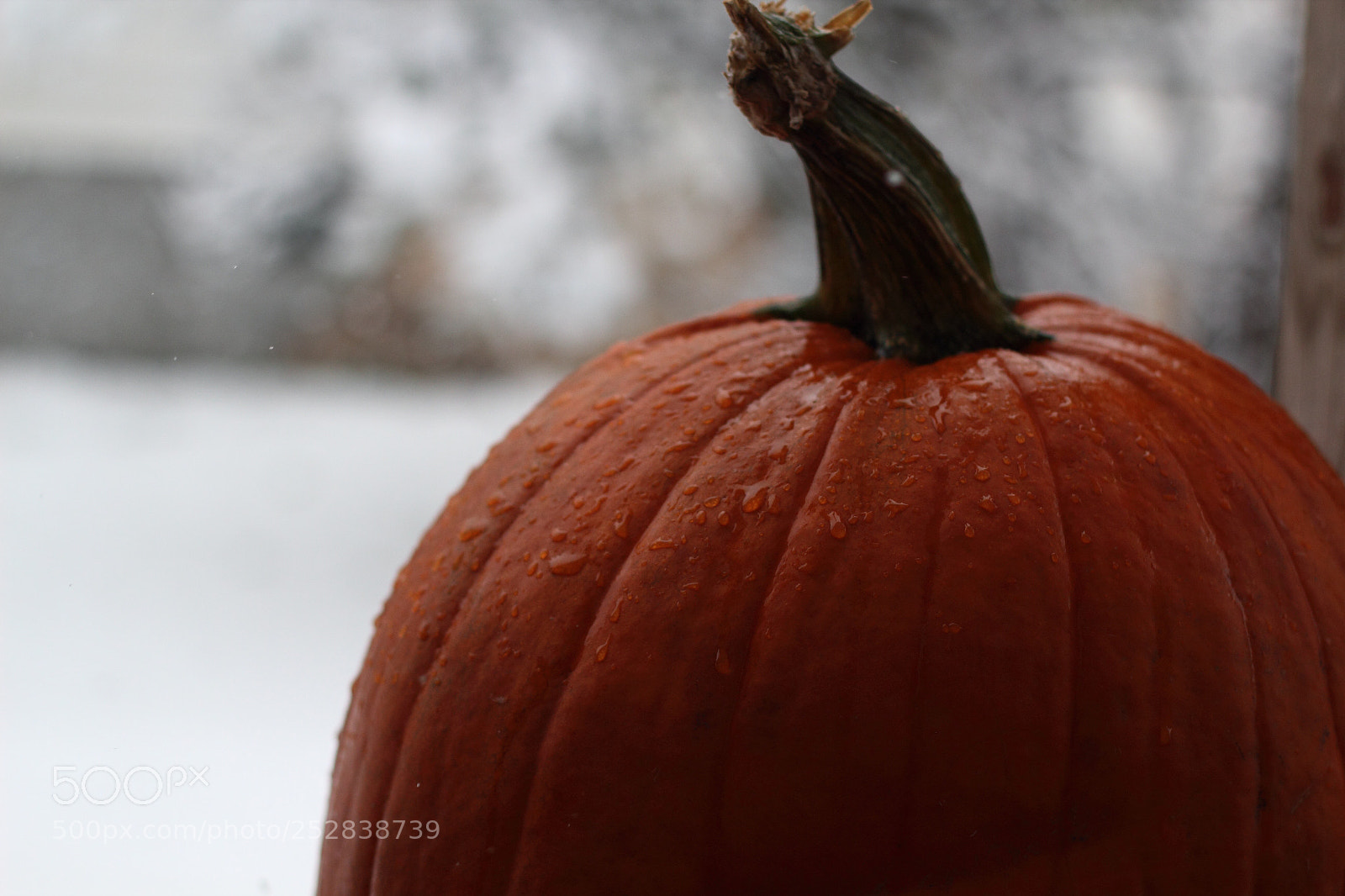 Canon EOS 600D (Rebel EOS T3i / EOS Kiss X5) sample photo. Snowy pumpkin  photography