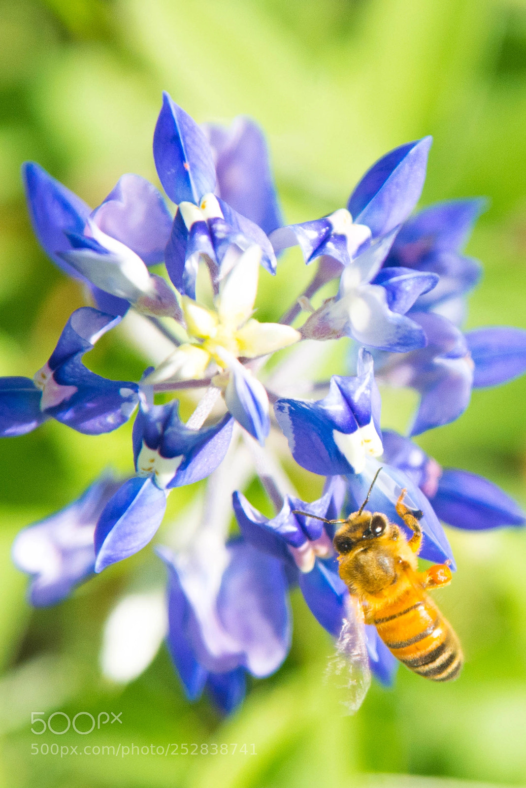 Nikon D7200 sample photo. Bluebonnet & bee photography