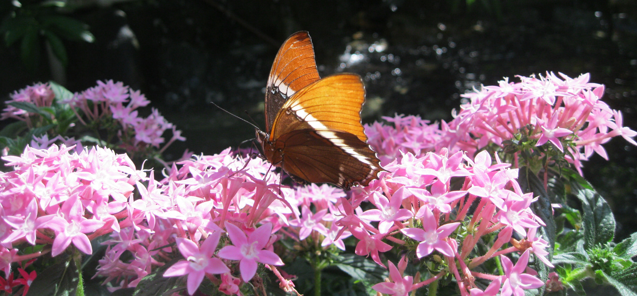 Canon PowerShot A3100 IS sample photo. Butterfly and flowers photography