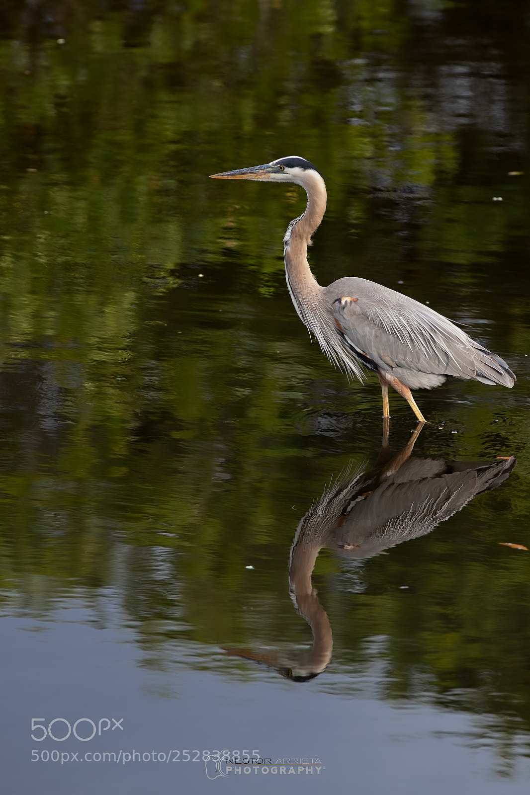 Canon EOS-1D X Mark II sample photo. Great blue photography