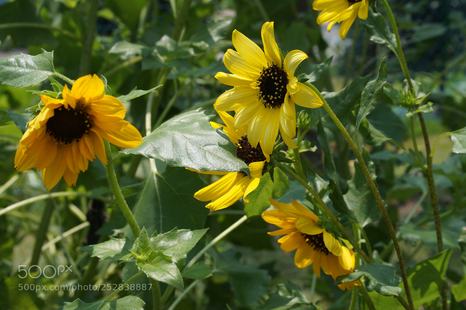 Sony Alpha a3500 sample photo. A flower can make photography