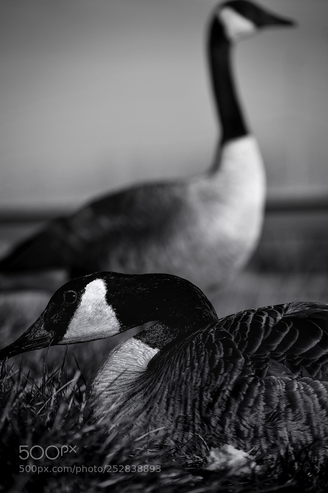 Nikon D3300 sample photo. Untitled photography