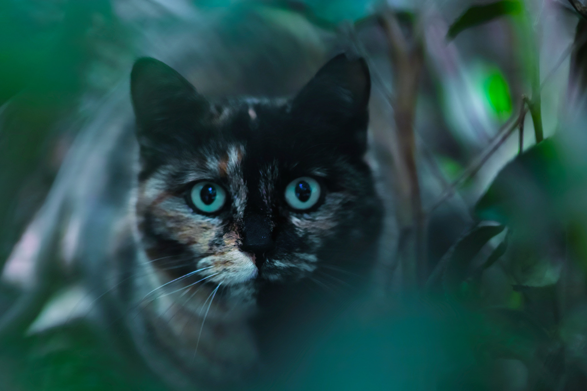 Sigma SD1 Merrill + Sigma 85mm F1.4 EX DG HSM sample photo. Cat every day photography