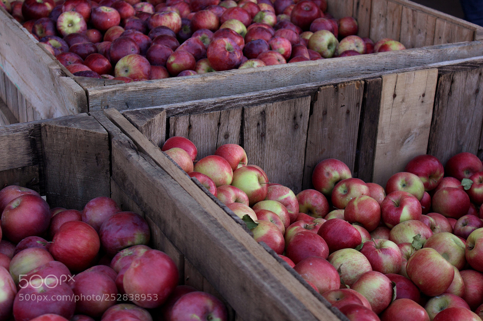 Canon EOS 600D (Rebel EOS T3i / EOS Kiss X5) sample photo. Apples photography