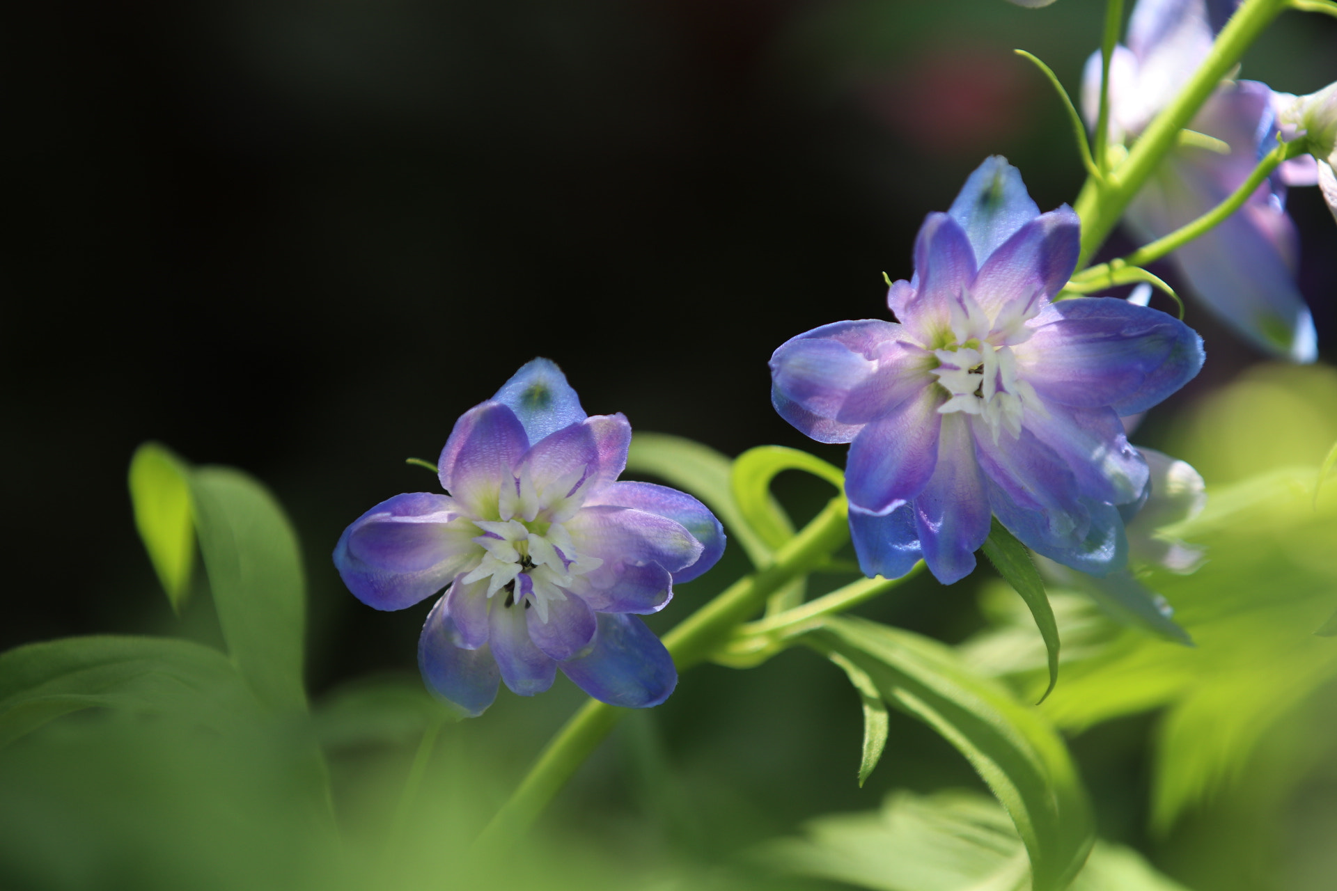 Canon EF 70-200mm F2.8L IS II USM sample photo