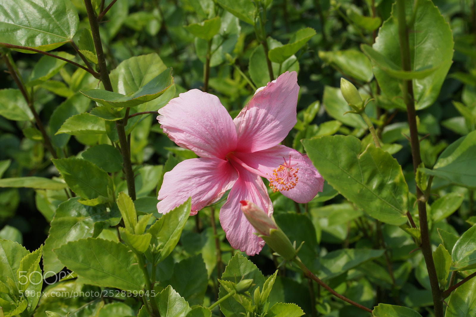 Sony Alpha a3500 sample photo. Blooming & budding... photography