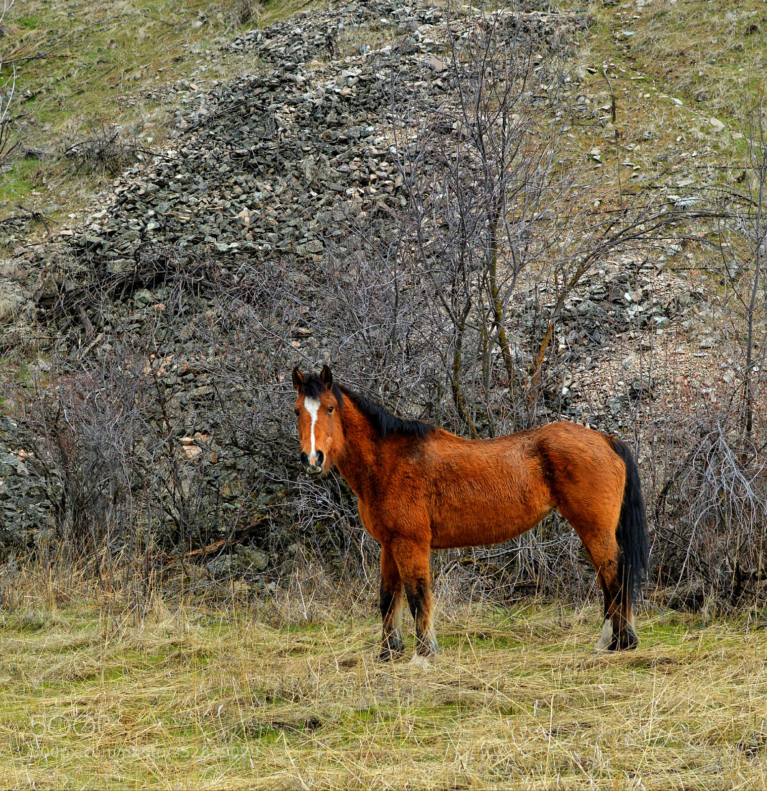 Nikon D3200 sample photo. Horse photography
