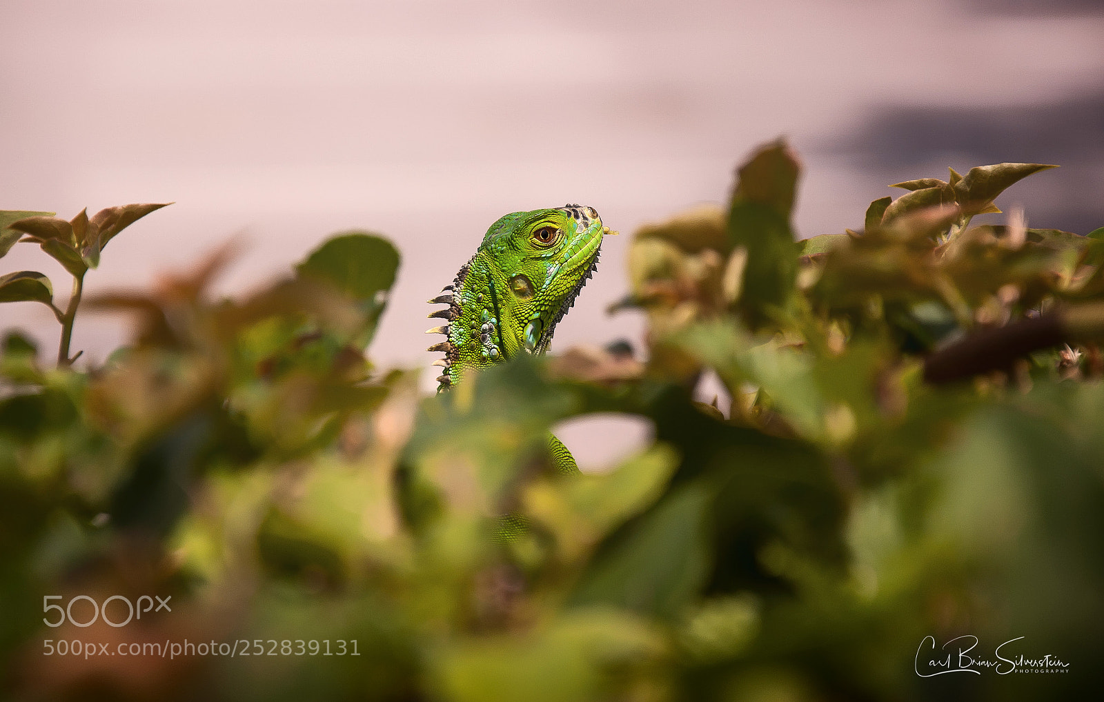 Nikon D50 sample photo. Lizard photography