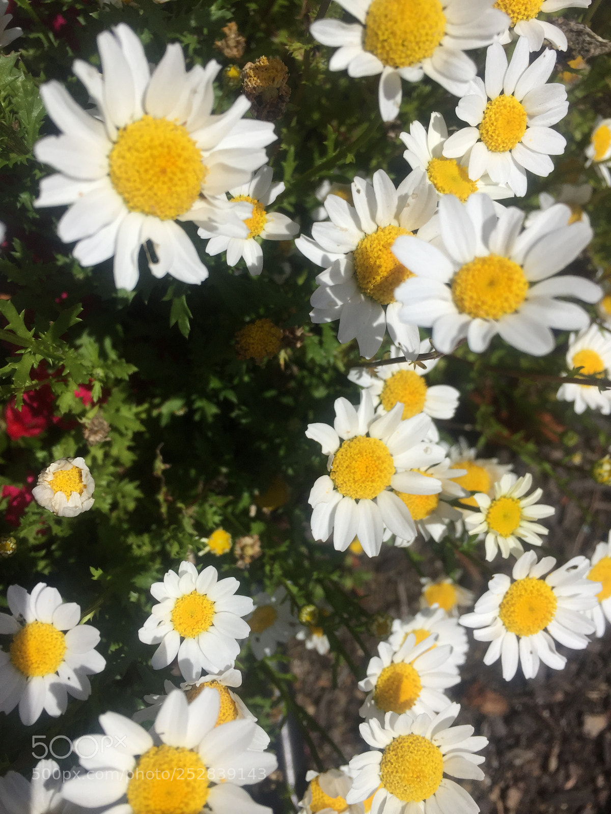 Apple iPhone 6 sample photo. It’s spring! photography