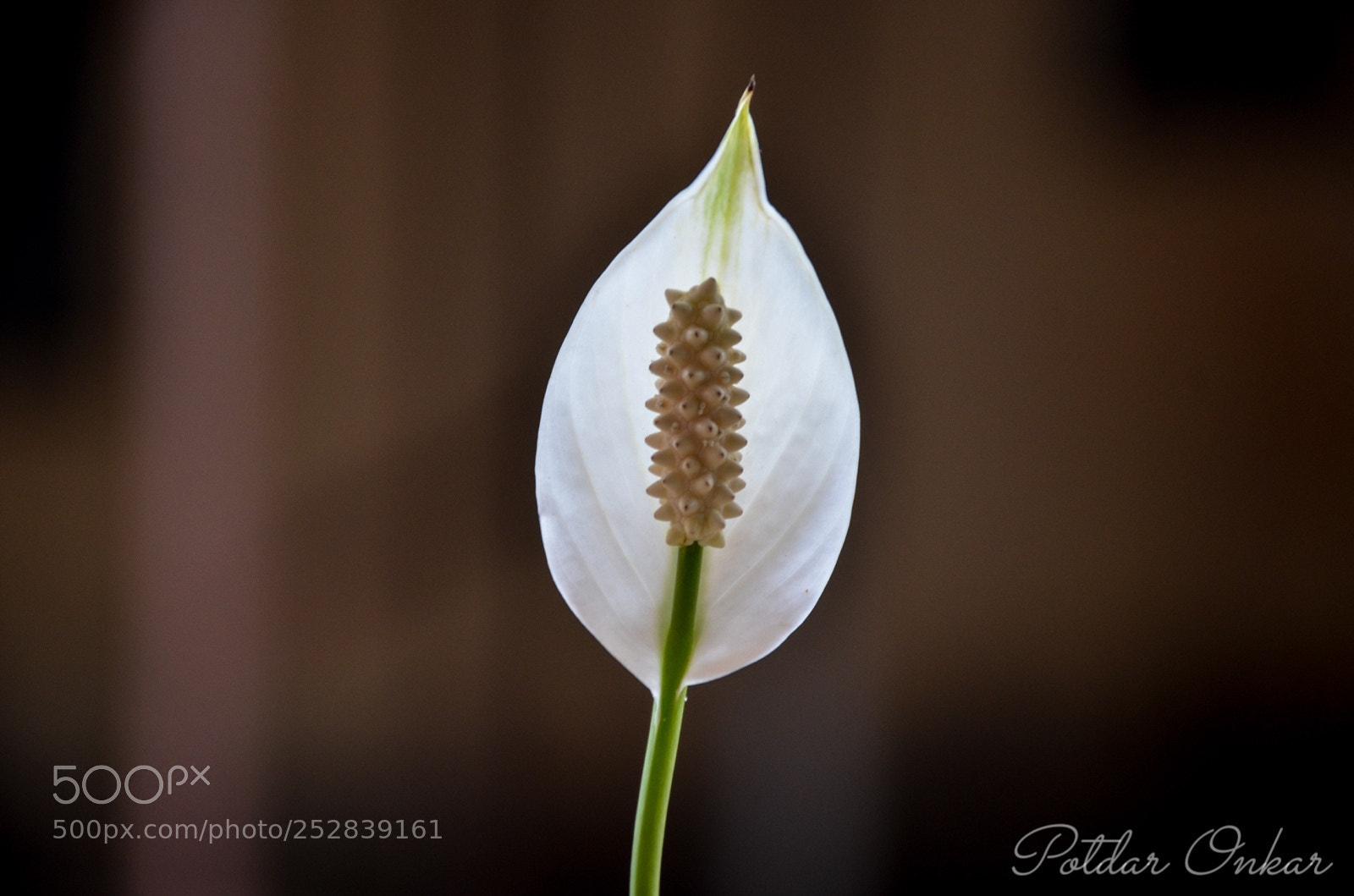 Nikon D7000 sample photo. Flower photography