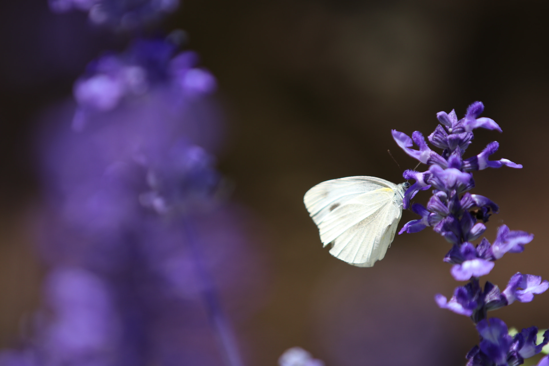 Canon EF 70-200mm F2.8L IS II USM sample photo
