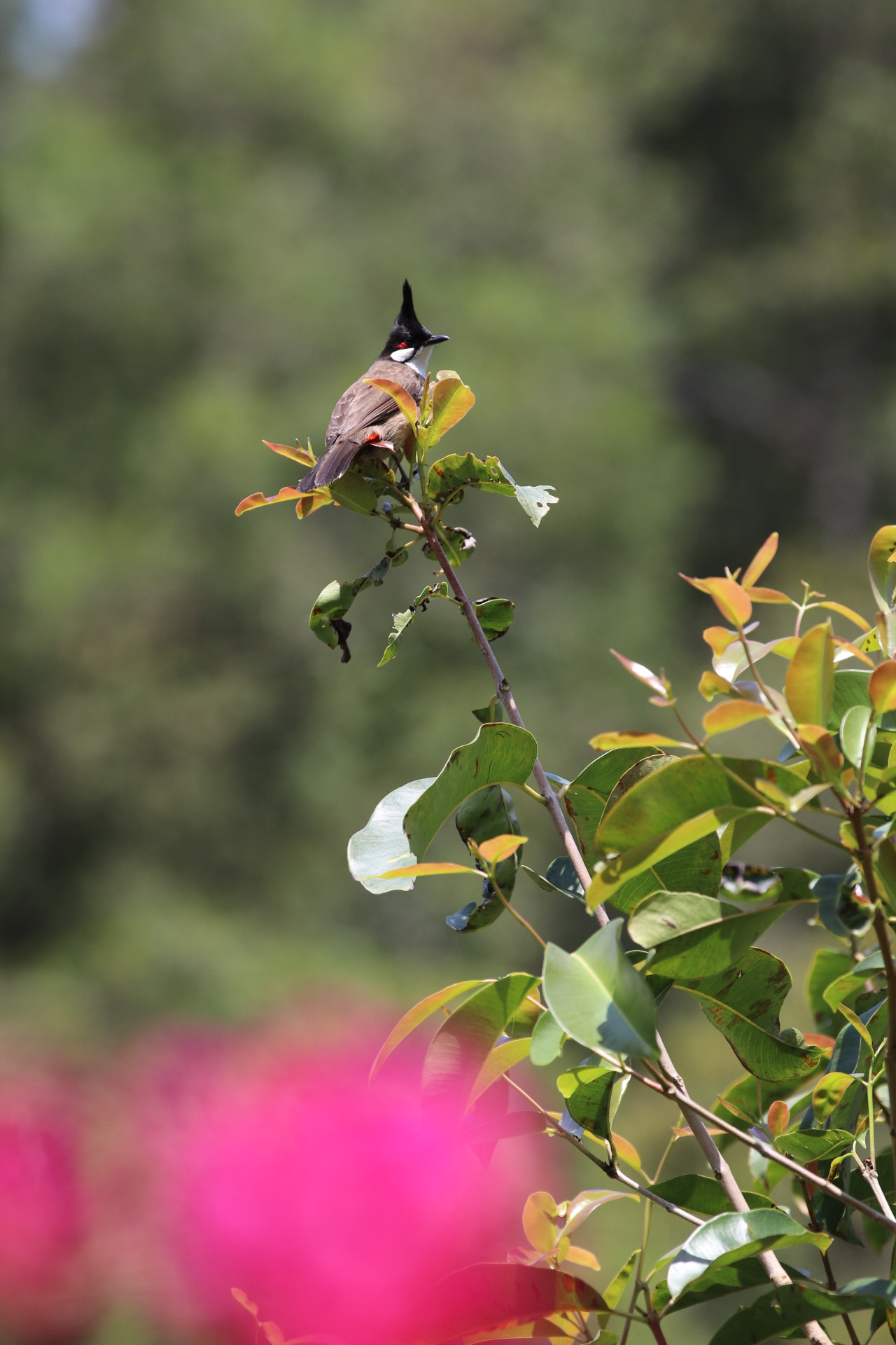 Canon EF 70-200mm F2.8L IS II USM sample photo