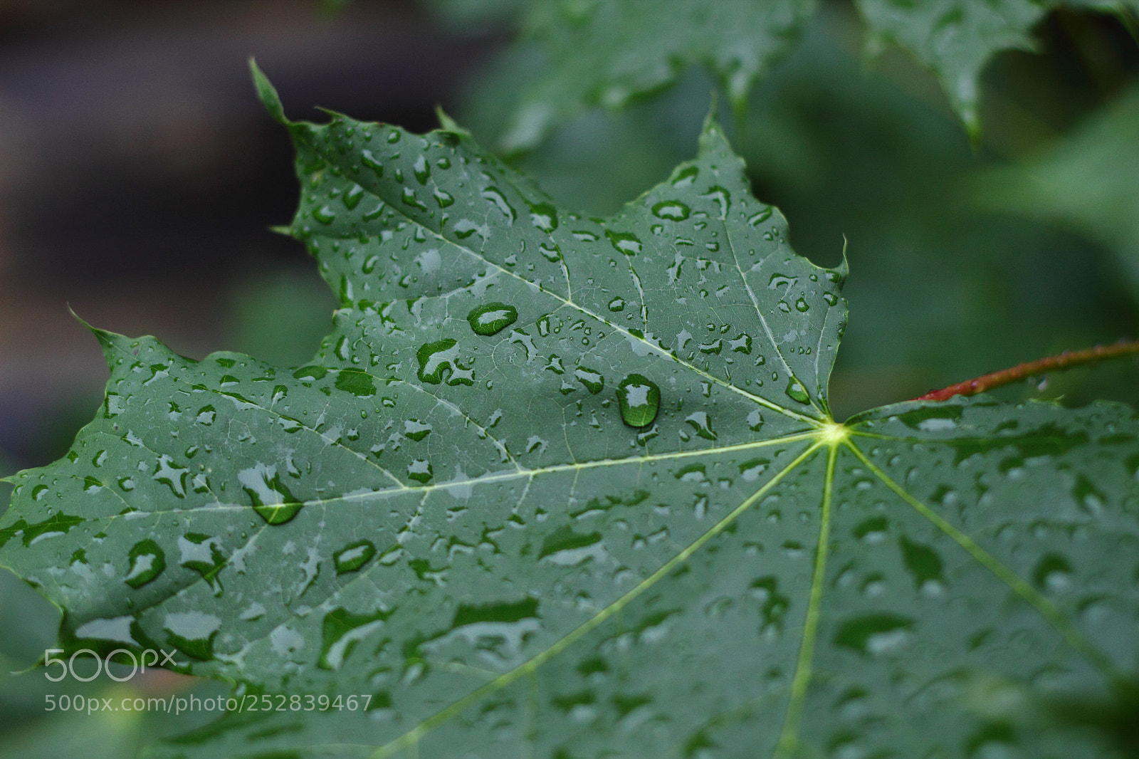 Canon EOS 600D (Rebel EOS T3i / EOS Kiss X5) sample photo. Leaf photography