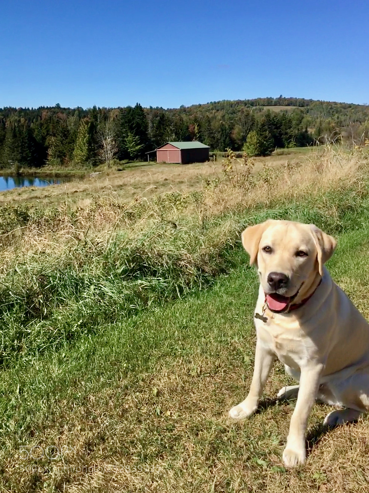 Apple iPhone 6s sample photo. Young pup with landscape photography