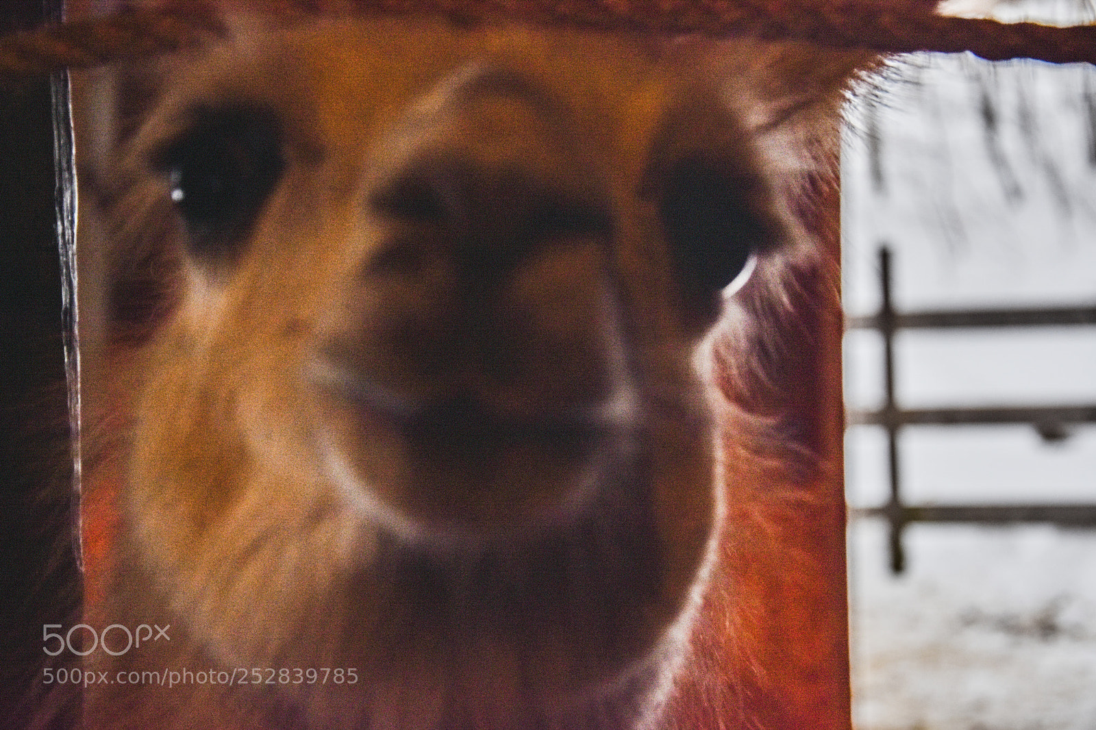 Nikon D3400 sample photo. Llama del sur en photography