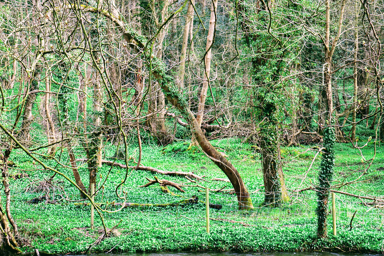 Canon EOS 750D (EOS Rebel T6i / EOS Kiss X8i) sample photo. Forests photography